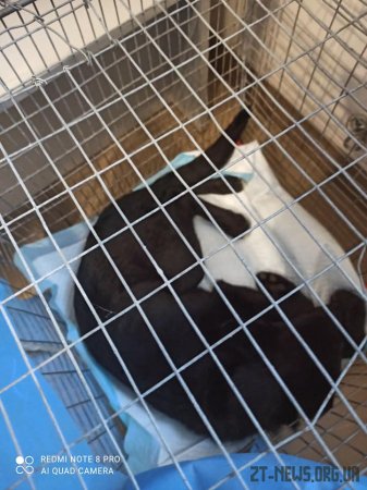 У Житомирі подружжя викинуло собаку з вікна 3-го поверху