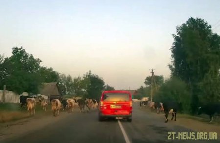 У Житомирській області стадо худоби допомогло поліції затримати п'яного водія