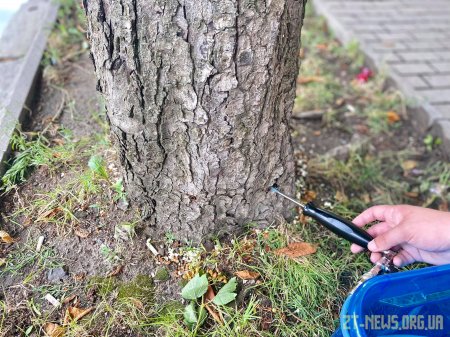 Працівники Зеленбуду у Житомирі лікують каштани від мінуючої молі
