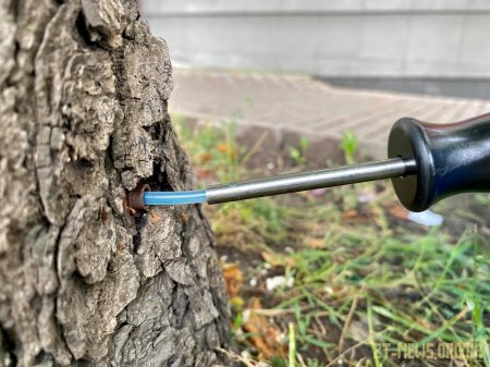 Працівники Зеленбуду у Житомирі лікують каштани від мінуючої молі