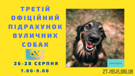 Втретє у Житомирі проведуть підрахунок вуличних собак